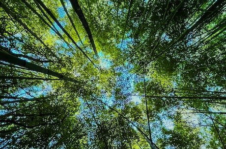 除甲醛前十名(除甲醛前十名，这些品牌必须知道！)