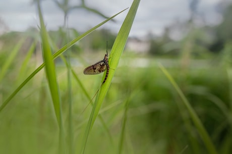 蜉蝣是什么(什么是蜉蝣？了解一下这个神奇的生物)