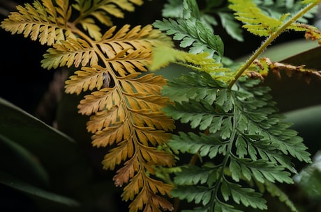 芙蓉花有几种 同时在为植株提供光照时需要注意光照强度