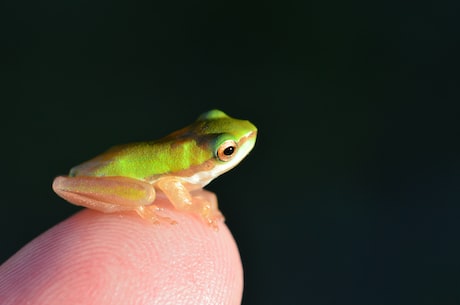 珍珠蛙(珍珠蛙：隐藏于国内的小型生物多样性代表之一)