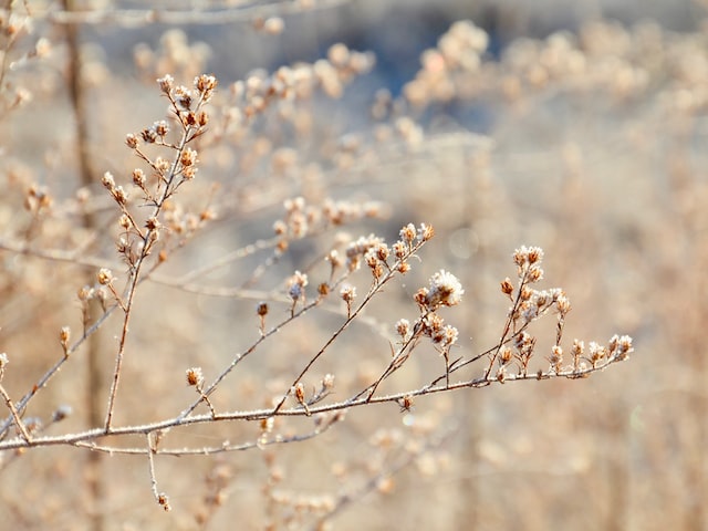 三秋桂子十里荷花(探秋景红叶绿，三秋桂子十里荷花)