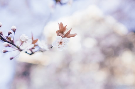 醉花荫(品味京城春意，感受都市醉花荫之美)