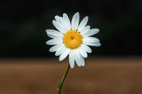 雏菊花语(深入探究雏菊花语及其寓意)