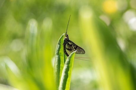 蜉蝣是什么(什么是蜉蝣？了解一下这个神奇的生物)