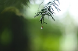 昨夜雨疏风骤，人世四月天