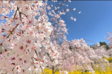 日高里菜(日高里菜获得日本演技大奖，备受关注)