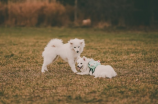 了解爱斯基摩犬的特点与历史