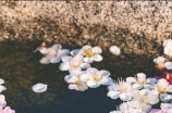 樱花校园模拟(樱花校园模拟 - 打造梦幻的校园生活)